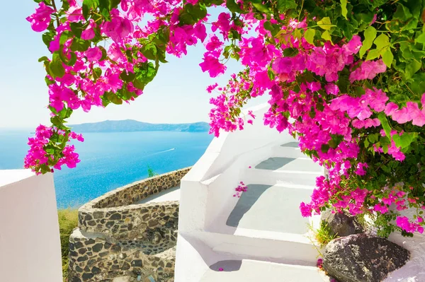Krásná terasa s růžovými květy na ostrově Santorini, Řecko — Stock fotografie
