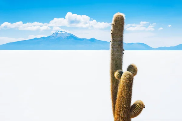 Большой кактус на острове Инкауаси, Салар-де-Уюни, Боливия — стоковое фото