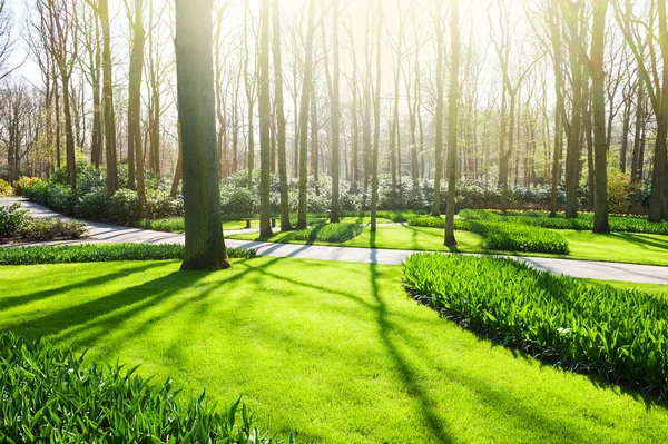 Bäume, grünes Gras und Blumen im Park — Stockfoto