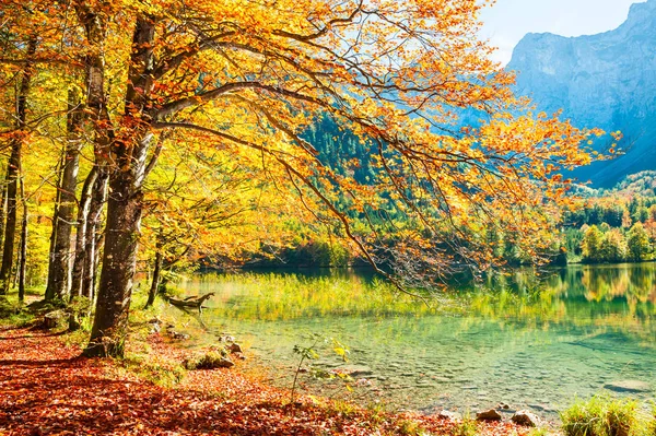 Árboles amarillos de otoño en la orilla del lago en los Alpes . — Foto de Stock