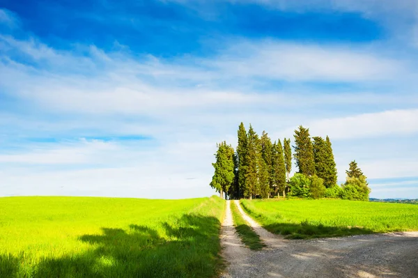Green fields with cypress trees in countryside, Italy. — Stock Photo, Image
