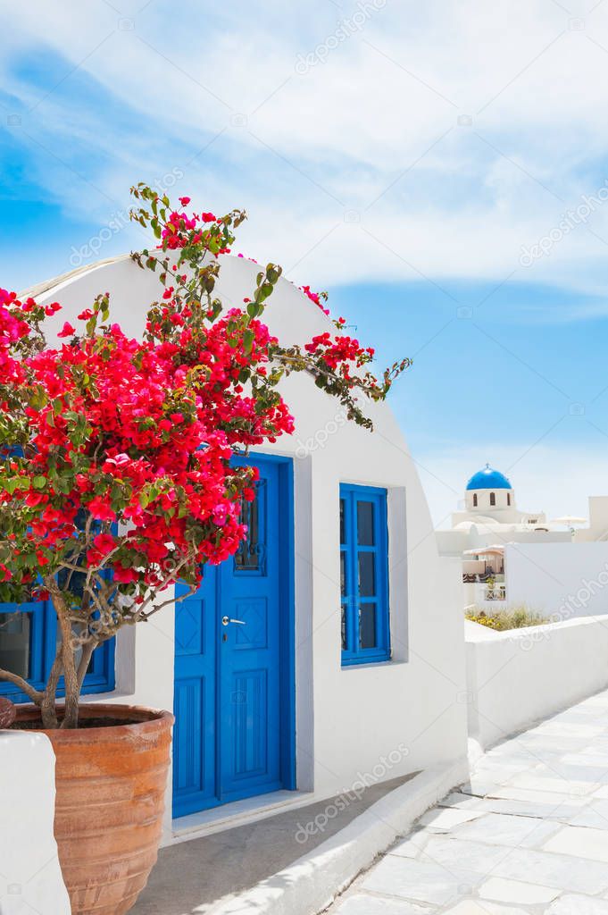 White architecture and pink flowers in Santorini island, Greece