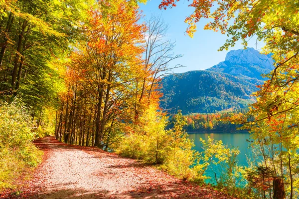 Yellow autumn trees on the shore of lake in Austrian Alps — Stock Photo, Image