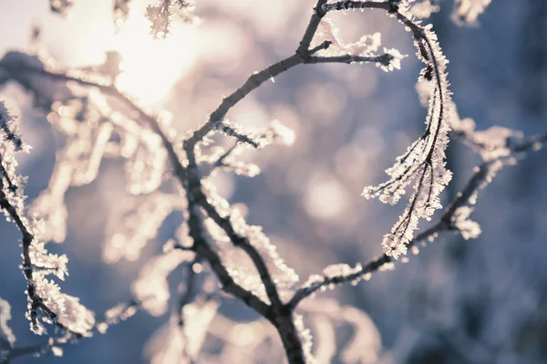 Frysta träd i vinterskogen vid solnedgången. — Stockfoto