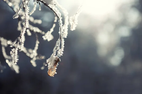 Rimfrosten på träden i vinter skog. — Stockfoto