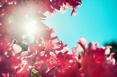 Mavi gökyüzüne karşı açan pembe çiçekler. 