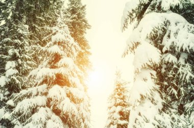 Gün batımında kış ormandaki ağaçlar karla kaplı. 