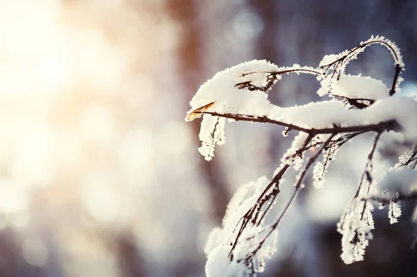 Hoarfrost nas árvores na floresta de inverno . — Fotografia de Stock