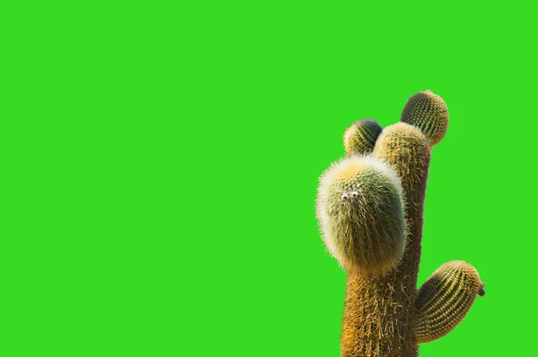 Большой зеленый кактус на зеленом фоне — стоковое фото