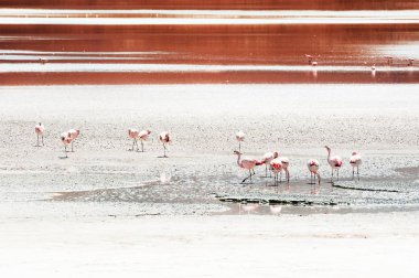 Altiplano, Bolivya 'daki yüksek irtifa gölünde pembe flamingolar.