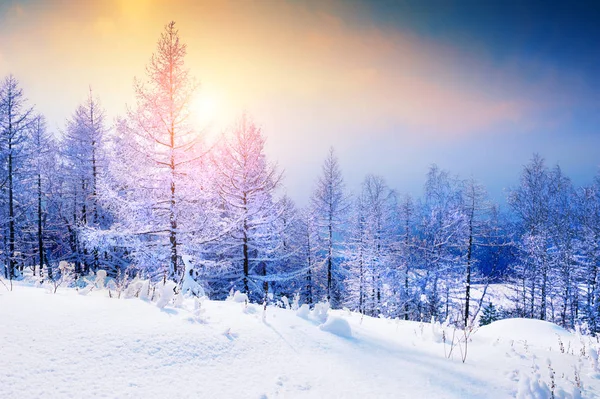 Alberi innevati nella foresta invernale al tramonto . — Foto Stock