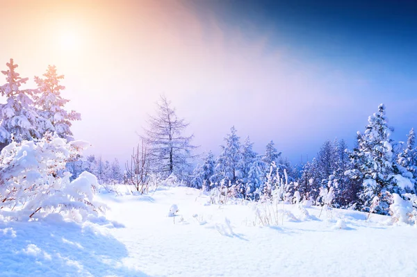 Pohon tertutup salju di hutan musim dingin saat matahari terbenam . — Stok Foto