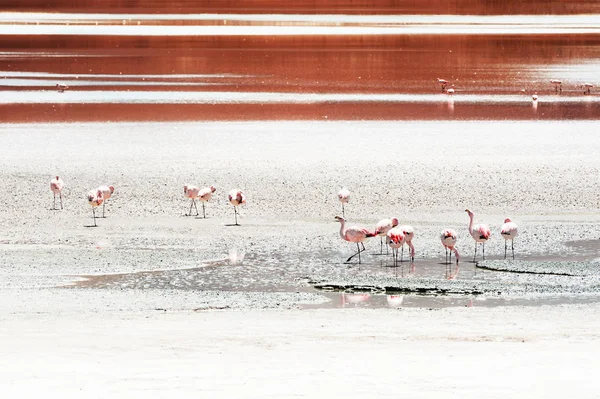 Altiplano, Bolivya 'daki yüksek irtifa gölünde pembe flamingolar. — Stok fotoğraf