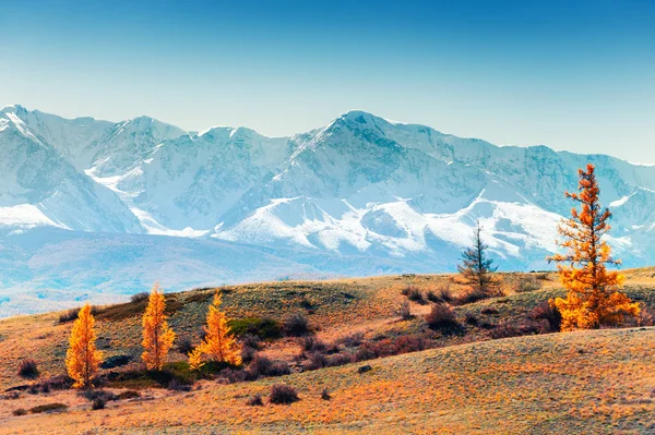 Pokryte śniegiem szczyty górskie i żółte jesienne drzewa — Zdjęcie stockowe
