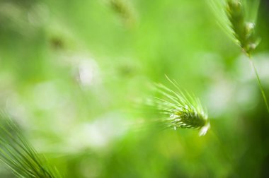Sabah güneşinde yabani yeşil otlar. 