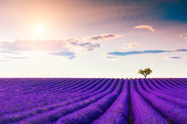 Fransa 'nın Provence şehrinde gün batımında lavanta tarlaları. 