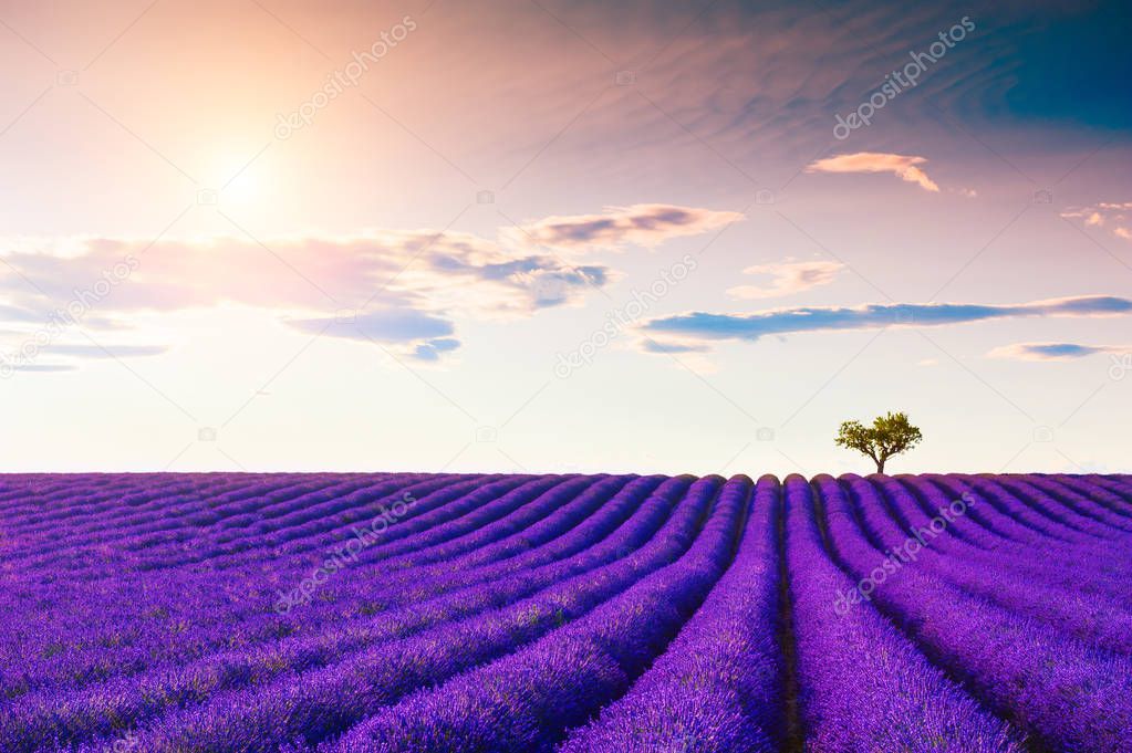 Lavender fields at sunset in Provence, France. 