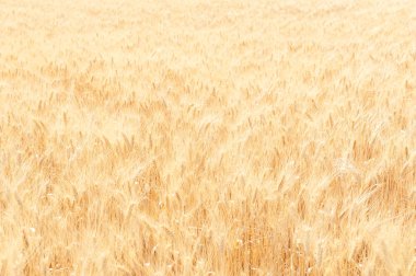 Provence, Fransa 'da buğday tarlası. 