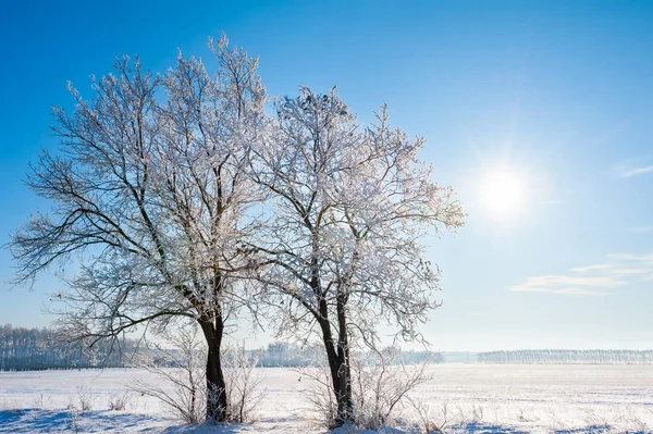 Bomen in rijm in zonnige winterdag. — Stockfoto