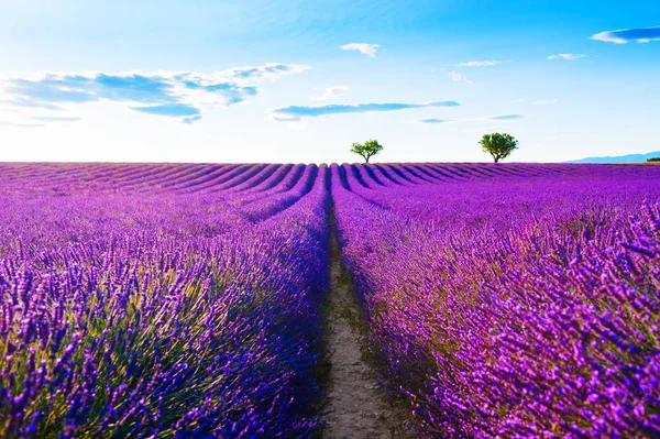 Campi di lavanda in Provenza, Francia. — Foto Stock