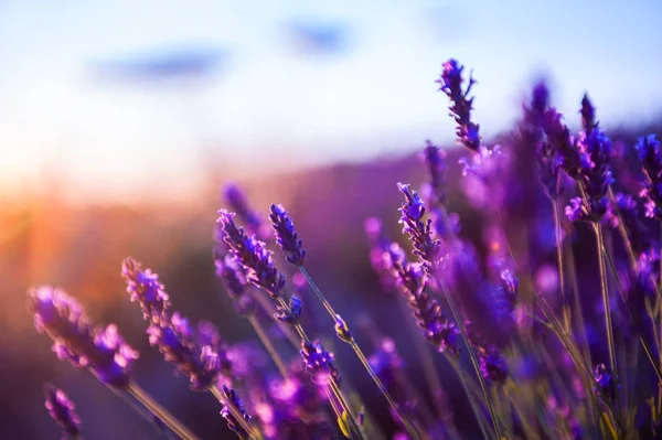 Flores de lavanda ao pôr do sol em Provence, França . — Fotografia de Stock