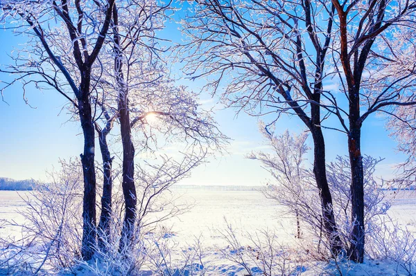 Bomen in witte vorst in de winter zonnige dag. — Stockfoto