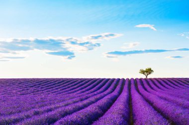 Fransa 'nın Provence şehrinde gün batımında lavanta tarlaları. 