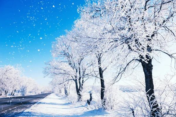 Camino de invierno con árboles cubiertos de nieve y cielo azul . —  Fotos de Stock
