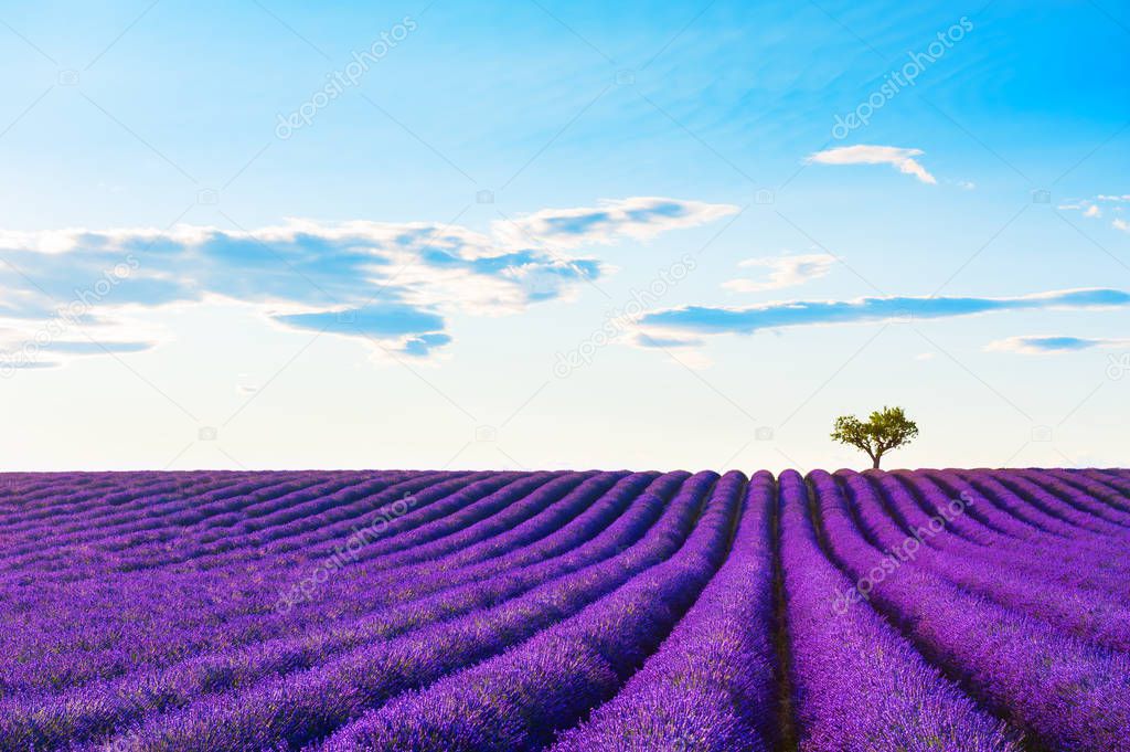 Lavender fields at sunset in Provence, France. 