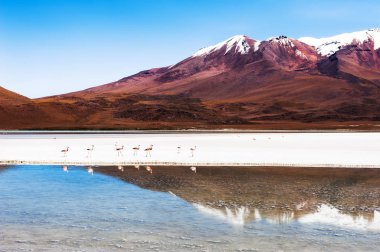 Altiplano, Bolivya 'da pembe flamingolu yüksek irtifa gölü.
