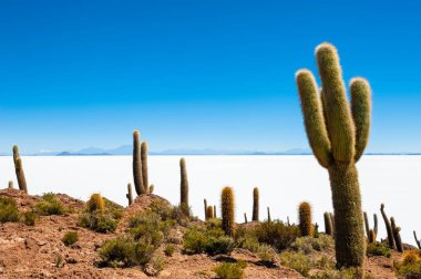 Salar de Uyuni tuz düzlüğünde büyük yeşil kaktüsler, Bolivya. 