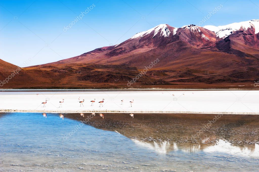 High-altitude lagoon with pink flamingos in Altiplano, Bolivia.