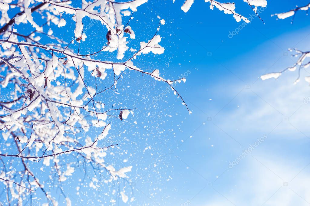 Snow-covered trees against the blue sky. 