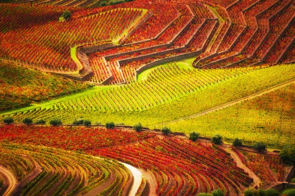 Vinice v údolí řeky Douro v Portugalsku. — Stock fotografie
