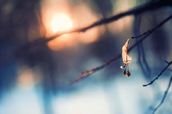 Arbres dans la forêt d'hiver au coucher du soleil . — Photo