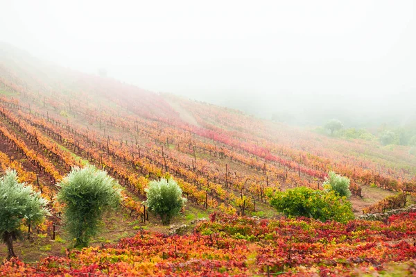 Vignobles dans la vallée du Douro au Portugal. — Photo
