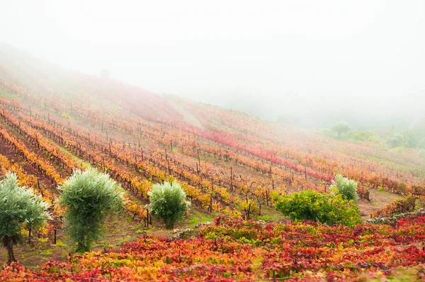 Vinhas no vale do rio Douro em Portugal. — Fotografia de Stock