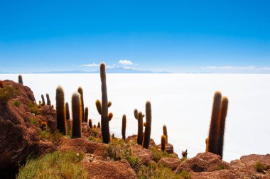 Salar de Uyuni tuz düzlüğünde büyük yeşil kaktüsler, Bolivya. 