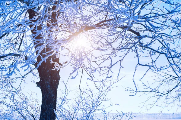 Árboles en escarcha contra el cielo azul —  Fotos de Stock