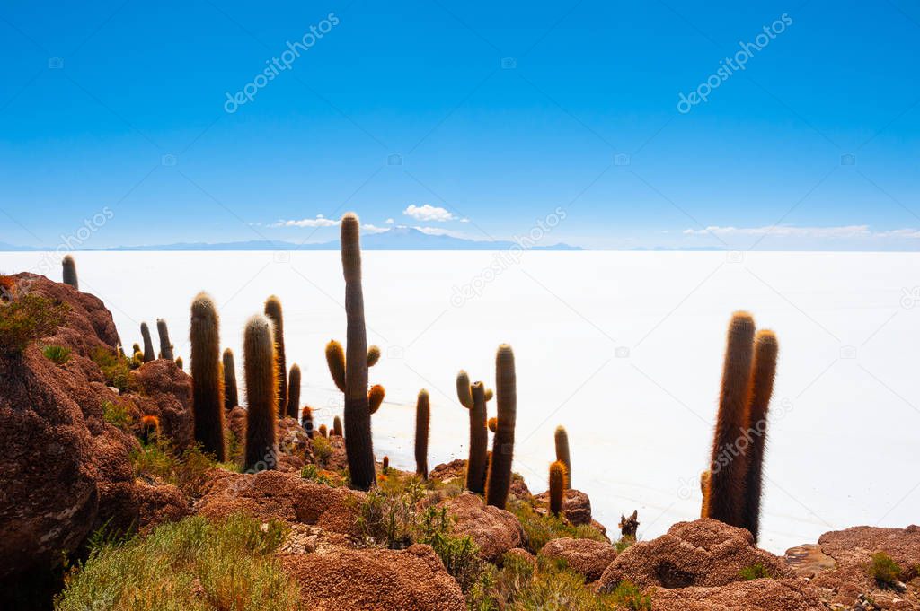 Big green cactuses on Salar de Uyuni salt flat, Bolivia. 