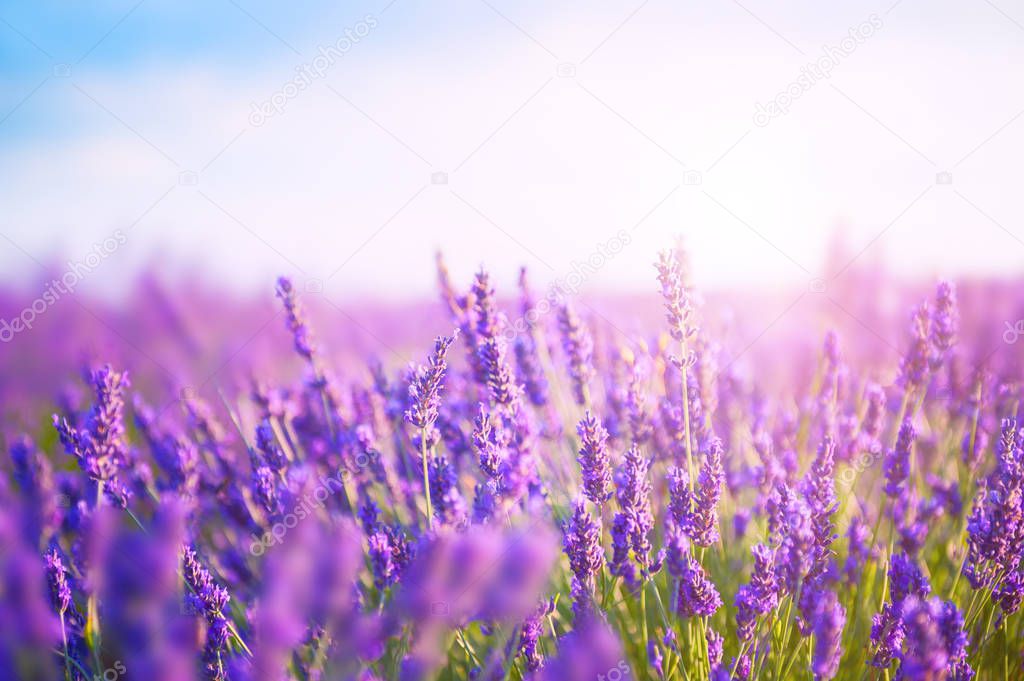 Lavender flowers in the morning sunlight. 