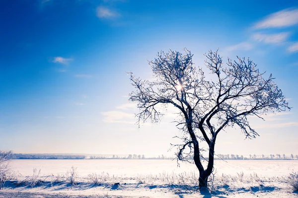 Árbol en el campo cubierto de nieve contra el cielo azul —  Fotos de Stock