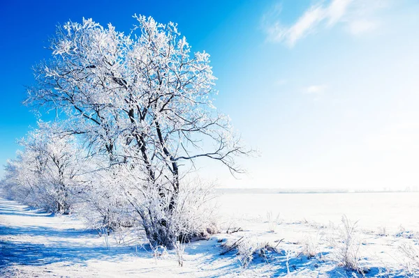 Árboles en el campo cubierto de nieve contra el cielo azul —  Fotos de Stock