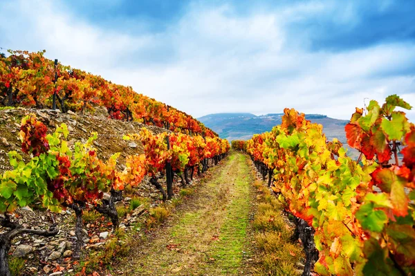 Vineyards in Douro river valley in Portugal. — Stock Photo, Image