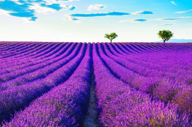 Valensole yakınlarındaki lavanta tarlaları, Provence, Fransa.