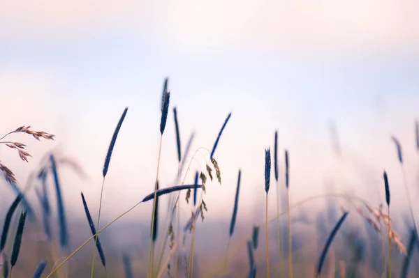 Wildes Gras auf einem Feld bei Sonnenuntergang. — Stockfoto