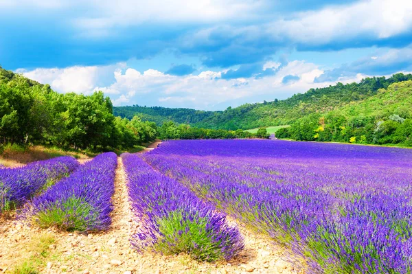 Ladang Lavender dan perbukitan hijau di Provence, Perancis . — Stok Foto