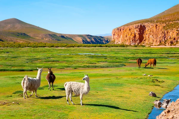 Лами на зеленому полі на плато Альтіплано (Болівія). — стокове фото