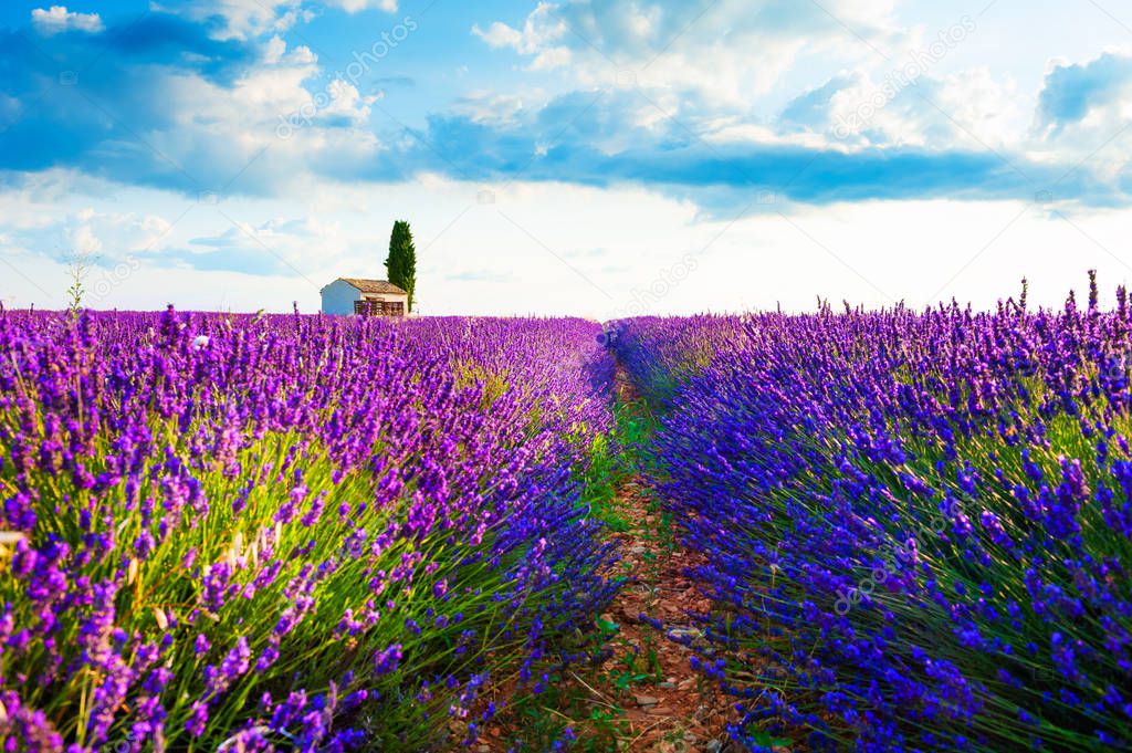 Small house in lavender fields at sunrise near Valensole, Provence, France. Beautiful summer landscape. Selective focus