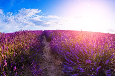 Valensole, Provence, Fransa yakınlarındaki lavanta tarlaları. Gün batımında güzel bir yaz manzarası. Açan lavanta çiçekleri